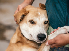 Suis-je prêt à adopter un chien ou un chiot ?