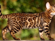 Le Bengal : un léopard sauvage dans le salon