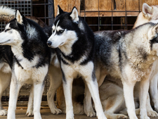 La toux du chenil : comment protéger votre chien ?