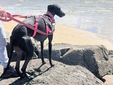 Abandonnée dans un puits, Bella a trouvé une famille pour la vie