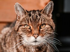 130 ans, c'est l'âge du plus vieux chat du monde... en humain !