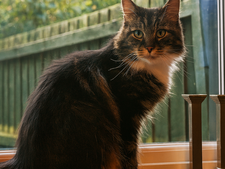 Son chat disparu depuis 5 ans est vivant : sa décision va vous bouleverser