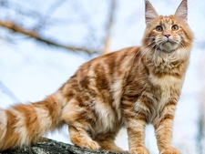 Le Maine Coon : un géant paisible à l'allure sauvage