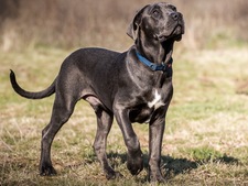 Le Cane Corso : un protecteur au tempérament noble et équilibré