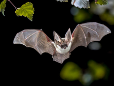 Pourquoi et comment accueillir les chauves-souris dans son jardin?