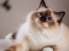 Le Sacré de Birmanie : l'élégance féline au regard saphir