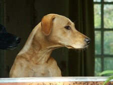 Combien de temps un chien peut-il rester sans sortir sans nuire à son bien-être ?