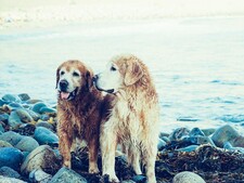 Comment aider son chien après la perte d’un compagnon ?