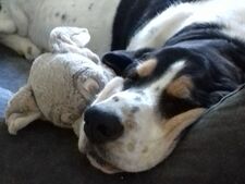 Votre chien dort-il assez ? Ce que son sommeil révèle vraiment sur son bien-être