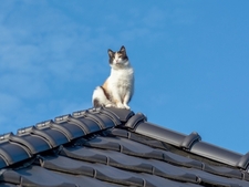 Laisser son chat sortir dehors : bonne ou mauvaise idée ?