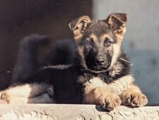 Arrivée d’un chiot : comment éviter le "puppy blues" ?