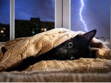 "Mon chat est stressé" : 6 solutions efficaces pour apaiser un chat anxieux