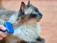 Mon chat a des catons ! Comment démêler ses poils ?