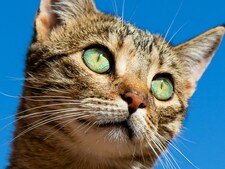 Recherche sur Alzheimer : une étude sur les chats ouvre de nouvelles pistes