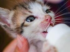 Vous avez trouvé un chaton seul ? les bons réflexes pour le sauver