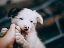 Accueillir un chiot : le guide complet pour préparer son arrivée à la maison