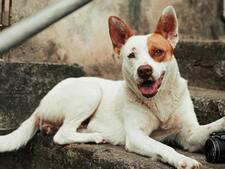 Adopter un chien croisé : les avantages et les différences avec un chien de race