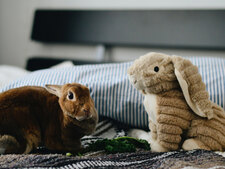 Printemps : pourquoi brosser son lapin est vital pour sa santé