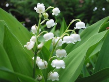 1er mai : vétérinaires en alerte, le muguet peut être mortel pour les chats et les chiens