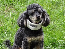 Comment faire soigner ou stériliser son animal quand on a des problèmes financiers ?