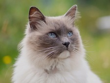 Le Ragdoll, la douceur incarnée