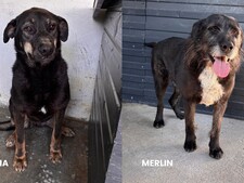 Zoom adoption : Dana et Merlin. « Deux invisibles qui attendent enfin leur chance »
