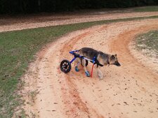 Myélopathie dégénérative chez le chien : symptômes, diagnostic et espérance de vie
