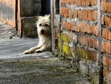 Journée mondiale des animaux errants : et si la France suivait l'exemple des Pays-Bas ?