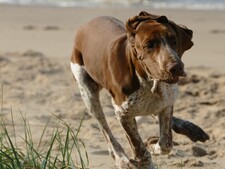 “Zoomies” : pourquoi votre chien se met soudainement à courir partout comme un fou ?