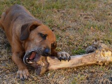 Mastiquer : un besoin essentiel pour le bien-être du chien