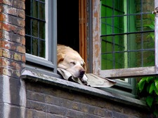 Peut-on vraiment avoir un animal dans une location ? Ce qu’il faut savoir