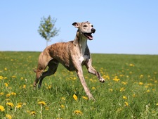 Le Greyhound, un athlète serein et charismatique