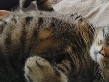 5 astuces pour rassurer son chat chez le vétérinaire