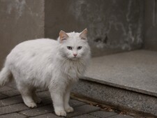 Les chats blancs sont-ils forcément sourds ?