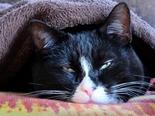 Coryza ou grippe du chat : les signes qui doivent vous alerter rapidement