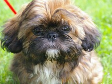 Votre chien est peut-être concerné : ces races encore refusées en avion
