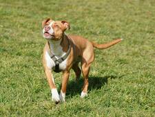 Le Staffordshire Bull Terrier : Une boule de muscles au grand cœur