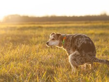 Pourquoi votre chien tourne en rond avant de faire ses besoins ?