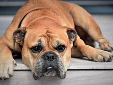 Bulldog Continental : une race pensée pour la santé et le bien-être du Bulldog anglais