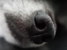 Quelle est la race de chien préférée des Français ? (Et pourquoi c'est un mauvais critère de choix)