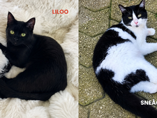 A peine nés et déjà abandonnés, Liloo et Sneackers cherchent une famille