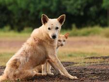 4 ans après, ce que la guerre en Ukraine a déclenché chez les chiens du front