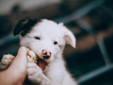 Accueillir un chiot : le guide complet pour préparer son arrivée à la maison