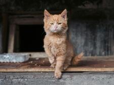 7 bonnes raisons d’adopter un animal en association