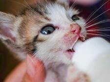 Vous avez trouvé un chaton seul ? les bons réflexes pour le sauver