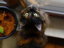 Les chats communiquent-ils plus avec les hommes qu'avec les femmes ? Une étude s'y intéresse