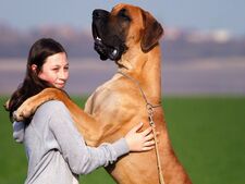 5 races de chiens géants qui impressionnent par leur taille