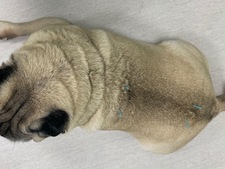 Arthrose du chien et du chat : les implants de billes d'or comme solution à la douleur