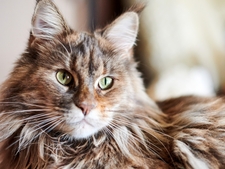 Pourquoi cette race de chat star d’Internet inquiète de plus en plus les refuges