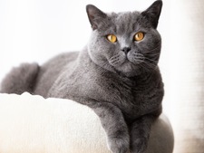 Le British Shorthair : un chat au flegme légendaire